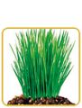 Substral Magisches Rasenpflaster NEU